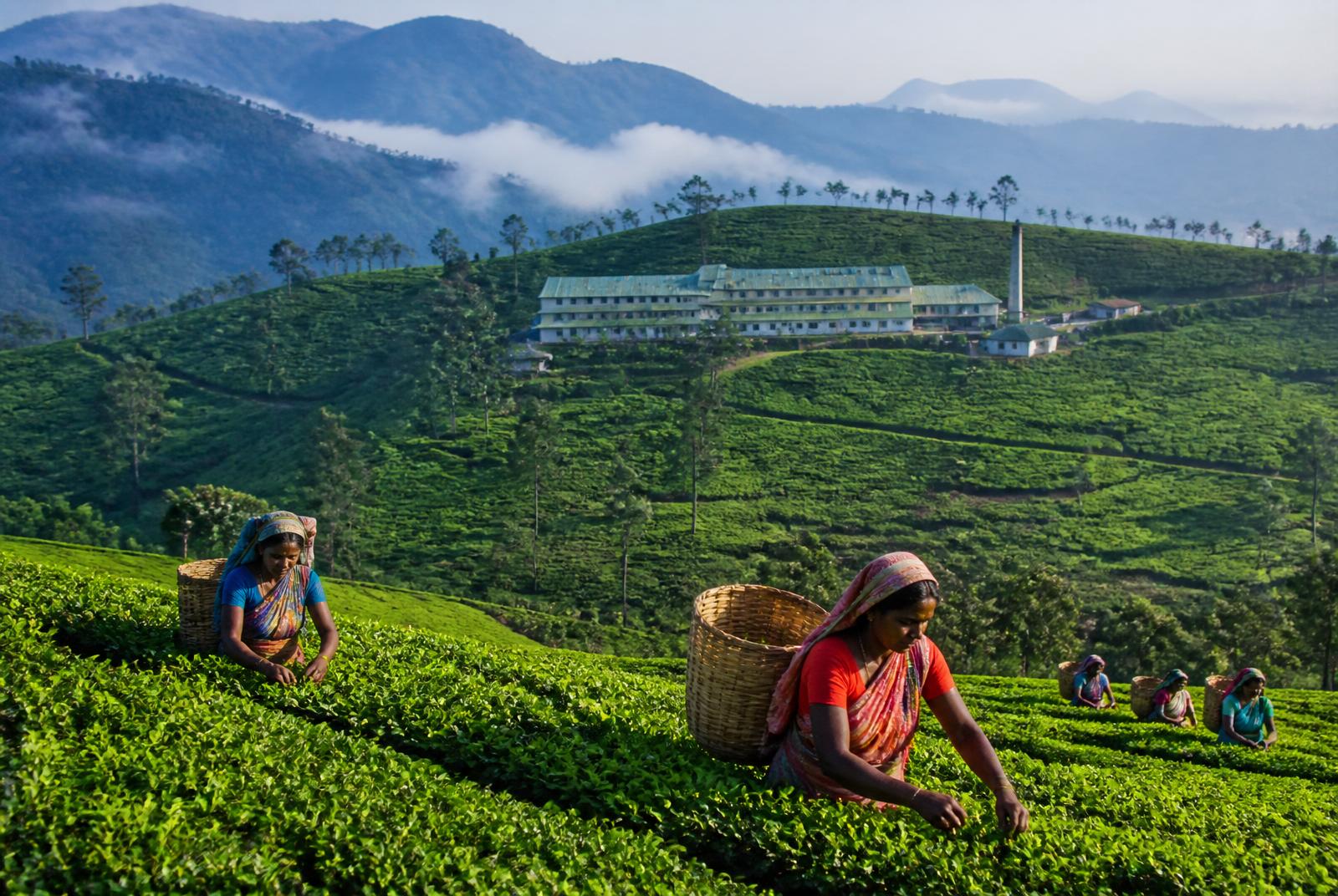 Nuwara Eliya Tea Country Day Tour