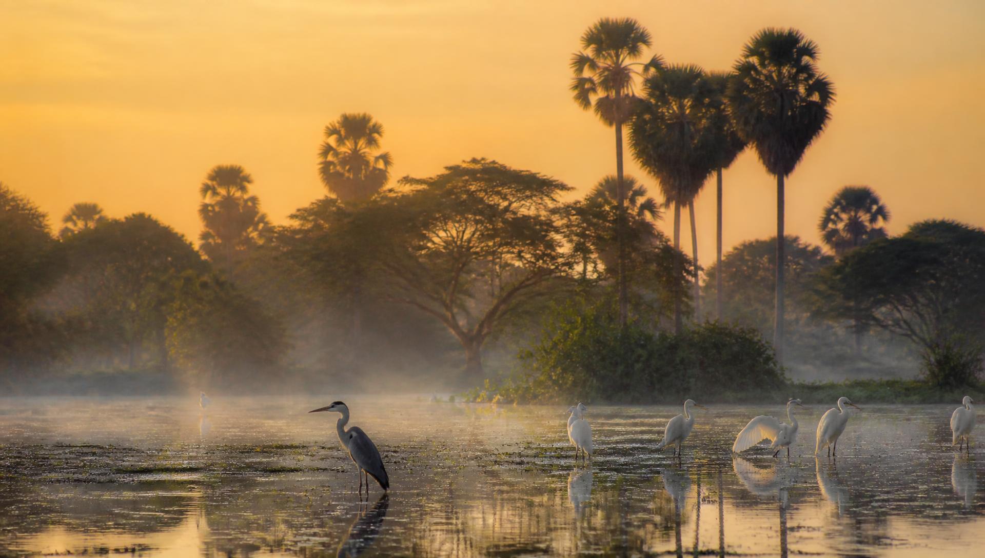 Tissamaharama Bird Watching & Nocturnal Wildlife — Tissamaharama, Sri Lanka