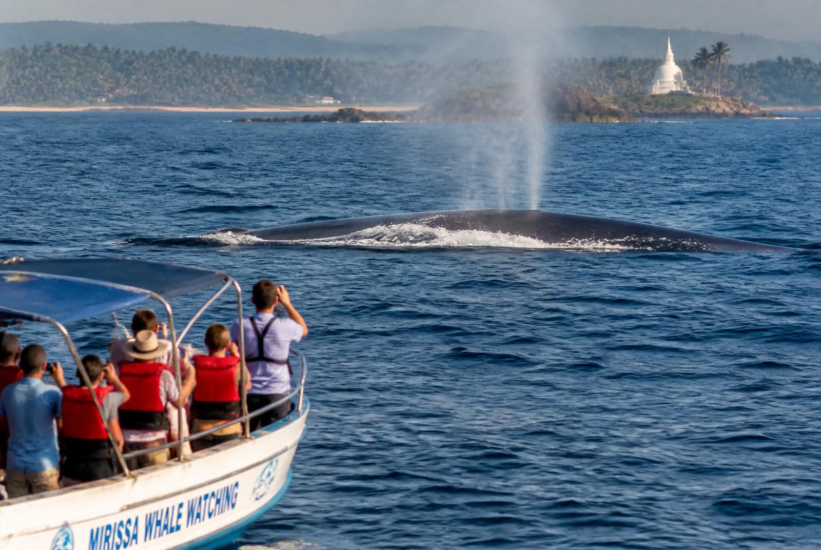 Mirissa Blue Whale Watching Tour